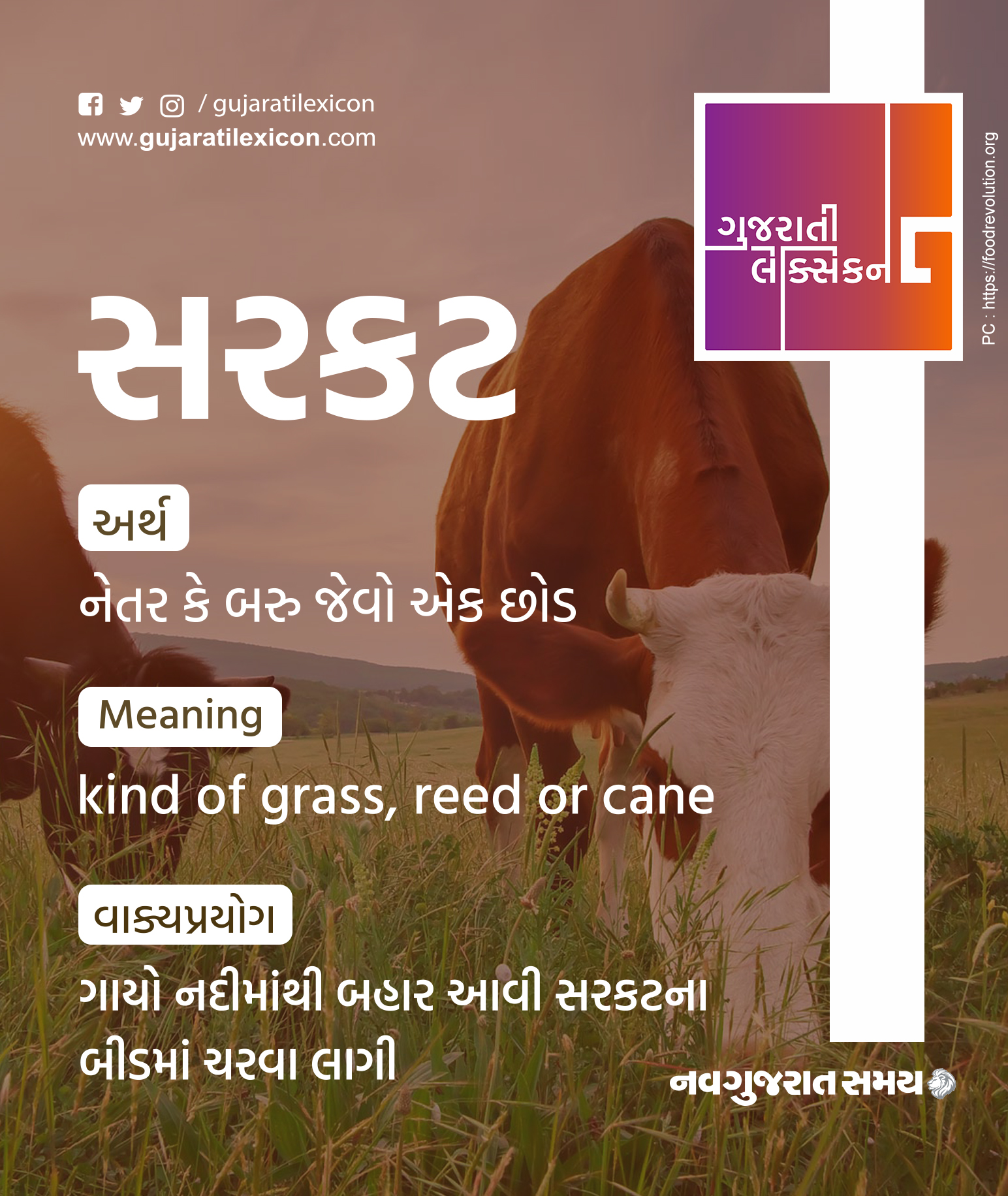 word-of-the-day-gujarati-to-english-meaning-gujaratilexicon